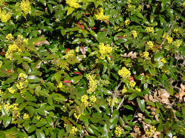 Магония падуболистная - Mahonia aquifolium