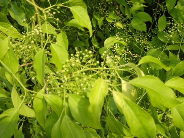 Бересклет Маака - Euonymus maackii