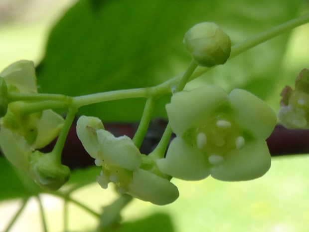 Бересклет большекрылый - Euonymus macropterus