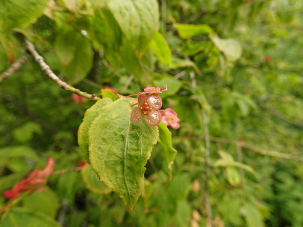 Бересклет бородавчатый - Euonymus verrucosus