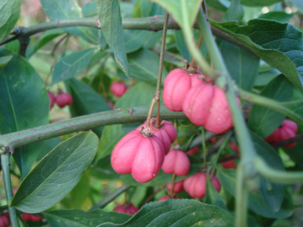 Бересклет европейский - Euonymus europaea