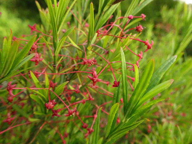 Бересклет карликовый - Euonymus nanus