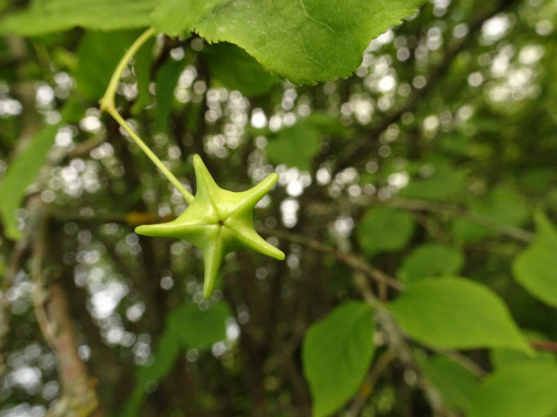 Бересклет сахалинский - Euonymus sachalinensis