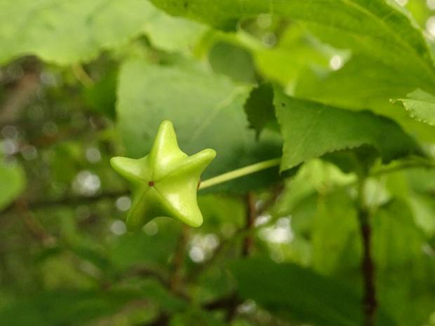 Бересклет широколистный - Euonymus latifolius