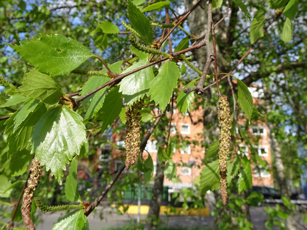 Берёза повислая - Betula pendula