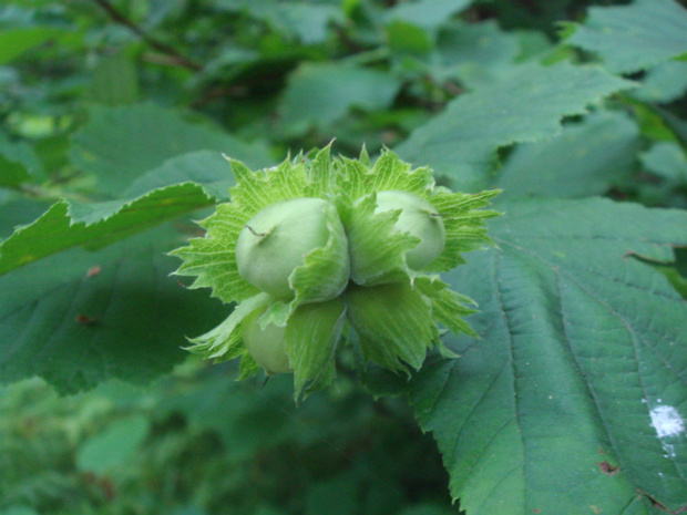 Лещина обыкновенная - Corylus avellana