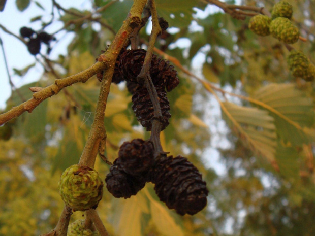 Ольха чёрная - Alnus glutinosa