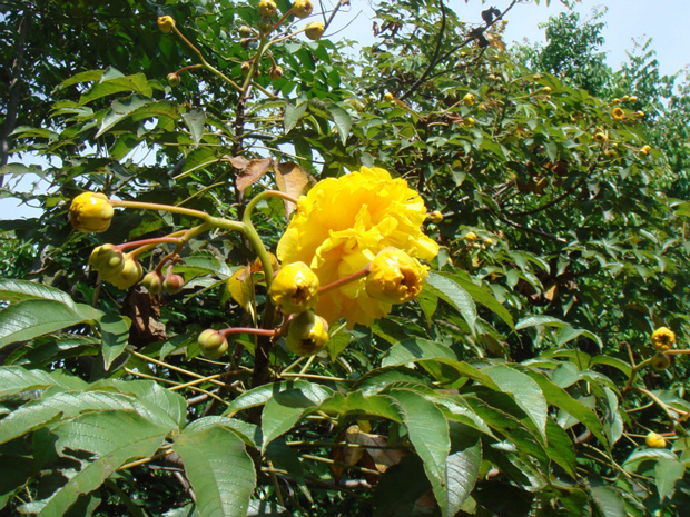 Кохлоспермум королевский - Cochlospermum regium