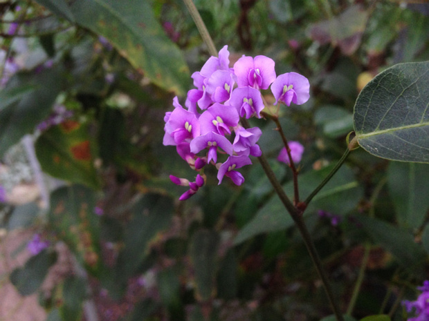 Гарденбергия Комптона - Hardenbergia comptoniana