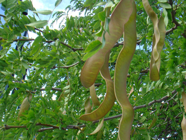 Гледичия трёхколючковая, обыкновенная - Gleditsia triacanthos