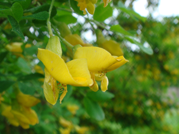 Карагана древовидная - Caragana arborescens