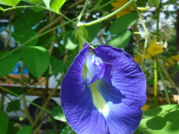 Клитория тройчатая - Clitoria ternatea