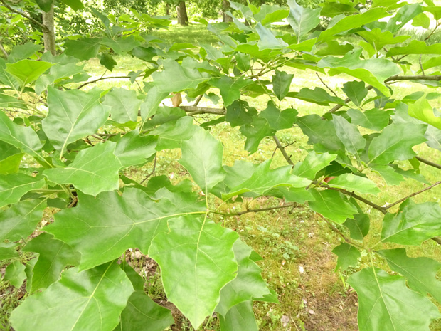 Дуб бархатистый - Quercus velutina