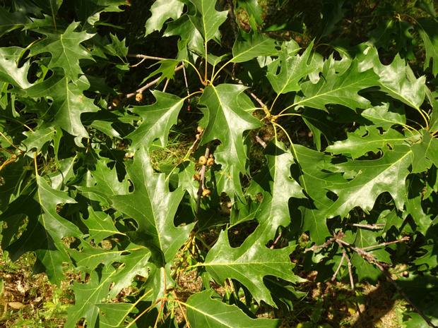 Дуб красный - Quercus rubra