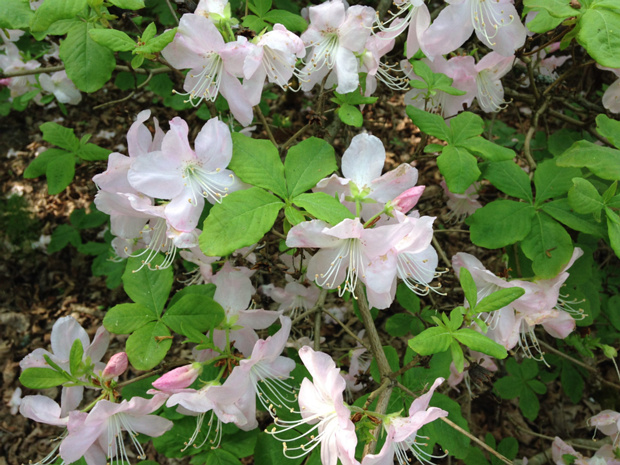 Рододендрон Шлиппенбаха - Rhododendron schlippenbachii