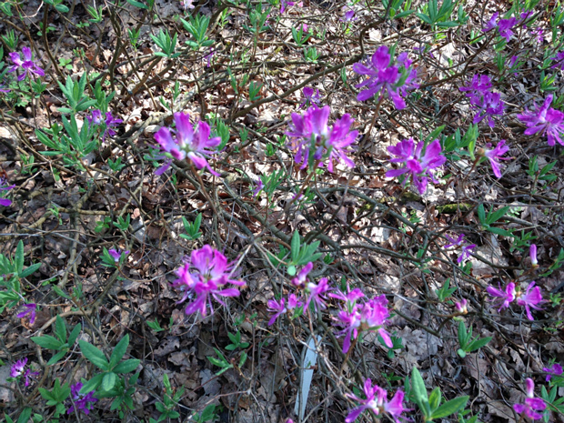 Рододендрон канадский - Rhododendron canadense