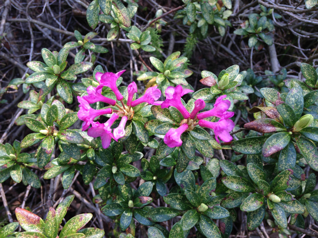 Рододендрон миртолистный - Rhododendron myrtifolium