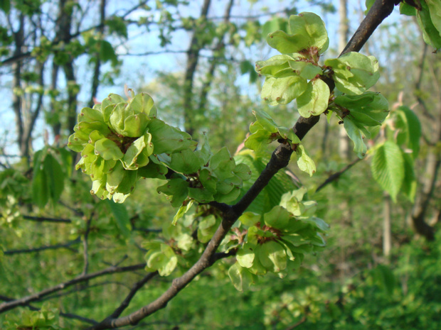 Вяз гладкий - Ulmus laevis