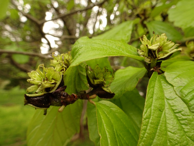 Парротия персидская - Parrotia persica