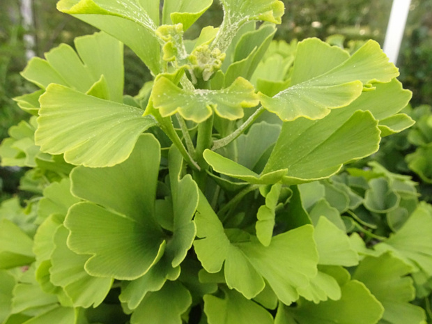 Гинкго двулопастный 'Марикен' - Ginkgo biloba 'Mariken'