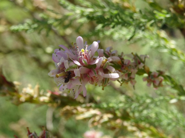 Мирикария германская - Myricaria germanica