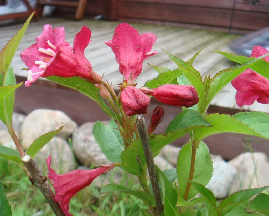DSC01609