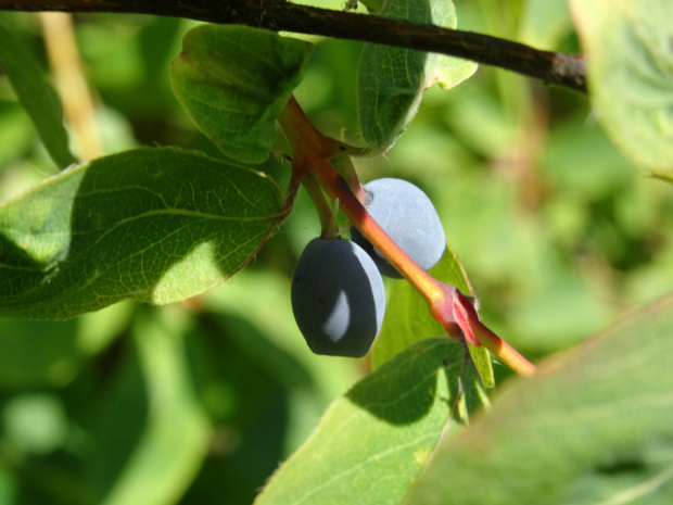 Жимолость голубая - Lonicera caerulea