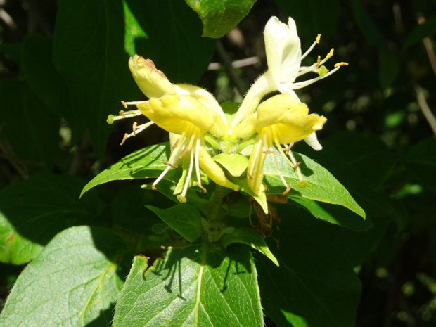 Жимолость японская - Lonicera japonica