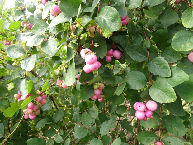 Снежноягодник Доренбоза 'Аметист' - Symphoricarpos doorenbosii 'Amethyst'