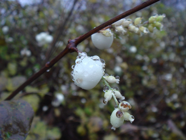 Снежноягодник белый - Symphoricarpos albus