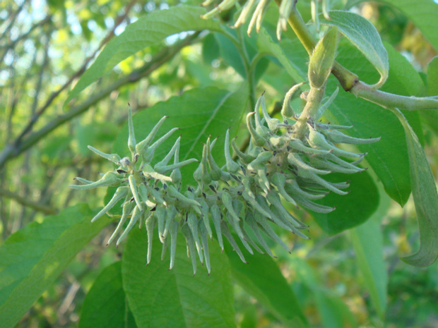 Ива козья разнв. козья - Salix caprea var. caprea