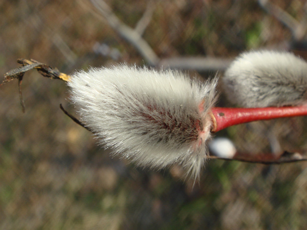 Ива остролистная - Salix acutifolia