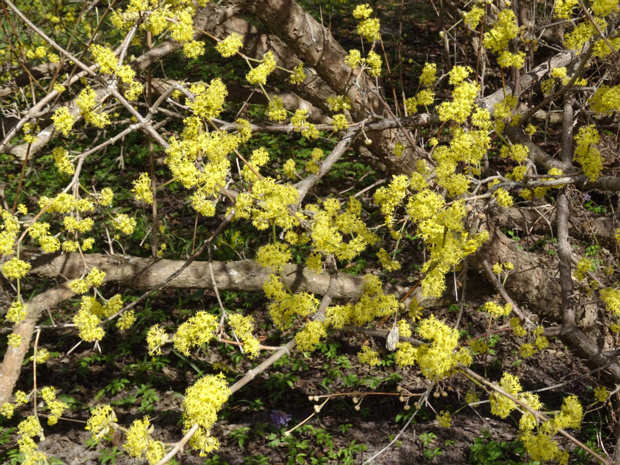 Кизил обыкновенный - Cornus mas