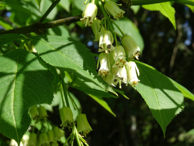 Клекачка трехлистная белая форма - Staphylea trifolia f.alba