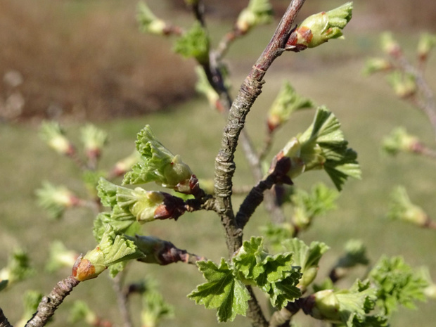 Смородина восковая - Ribes cereum