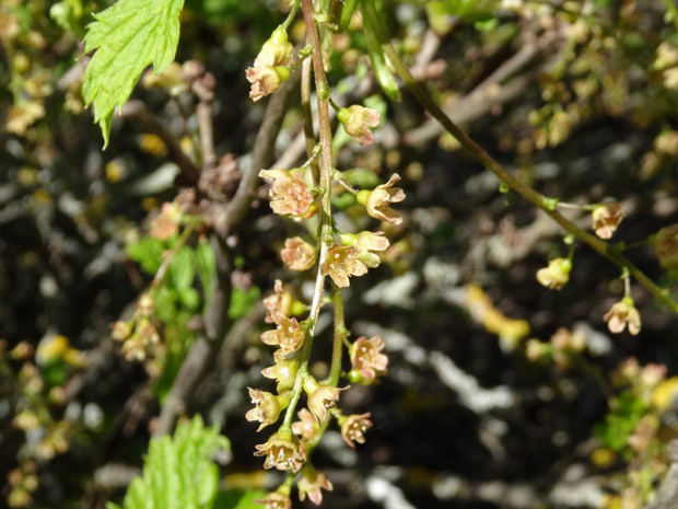 Смородина колосистая - Ribes spicatum