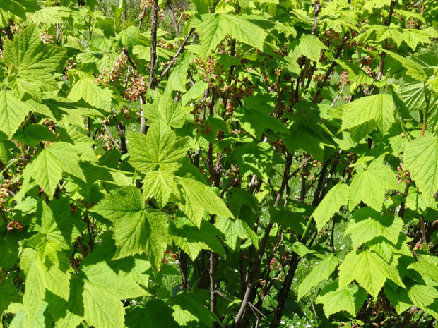 Смородина широколистная - Ribes latifolium