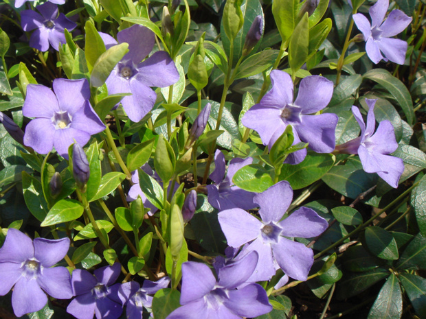 Барвинок 1 - Vinca sp