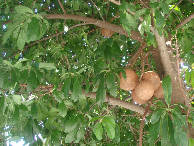 Курупита гвианская - Couroupita guianensis