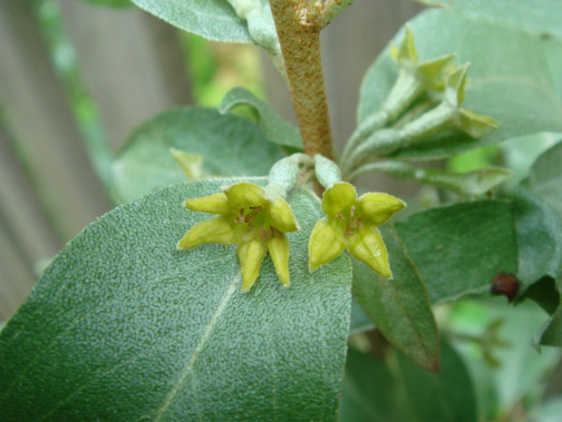 Лох серебристый - Elaeagnus commutata