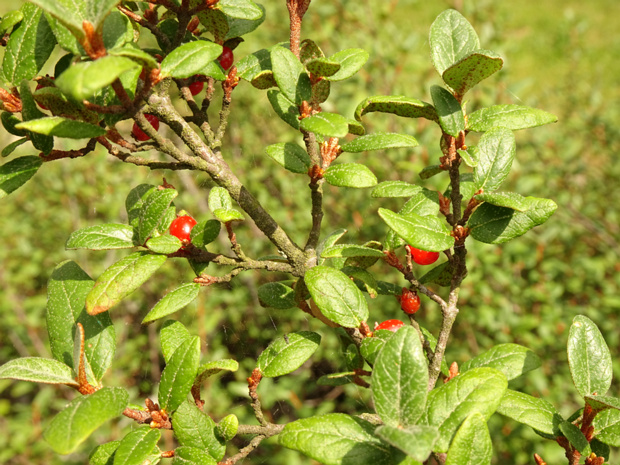 Шефердия канадская - Shepherdia canadensis