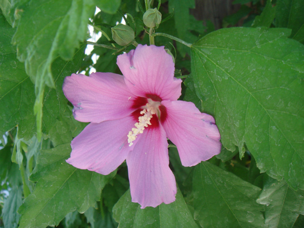 Гибискус сирийский - Hibiscus syriacus