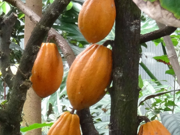 Какао, Шоколадное дерево - Theobroma cacao