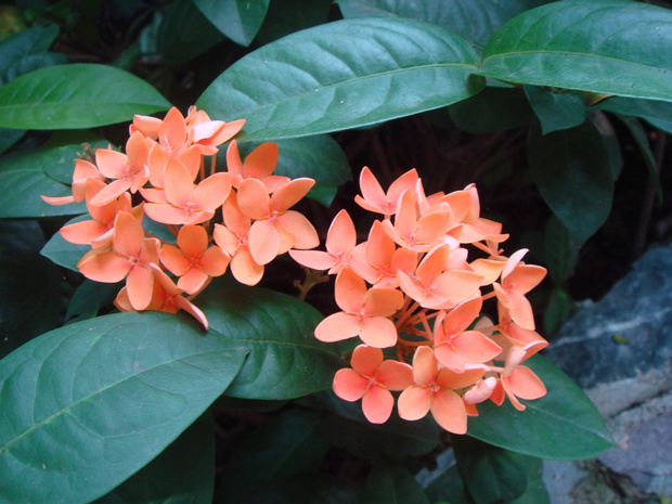 Иксора китайская - Ixora chinensis