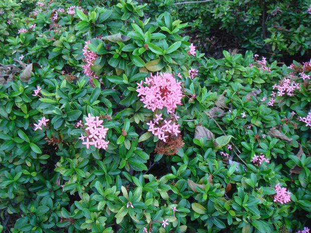 Иксора тайванская - Ixora taiwanensis