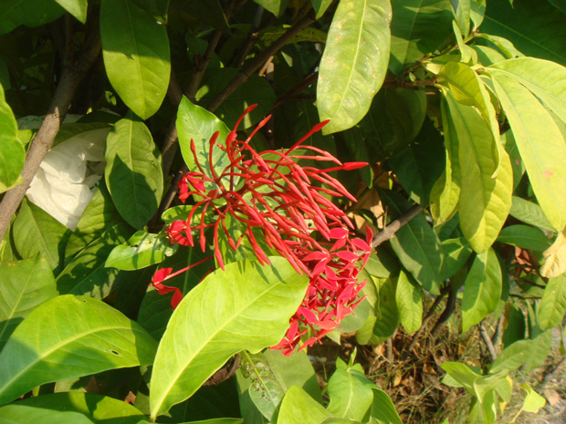 Иксора ярко-красная - Ixora coccinea