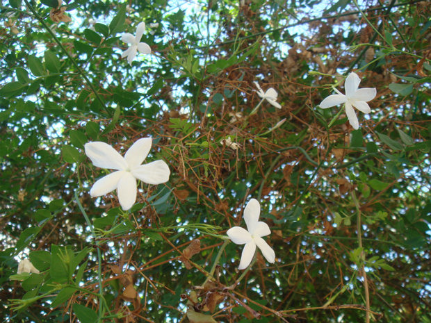 Жасмин многоцветковый - Jasminum polyanthum