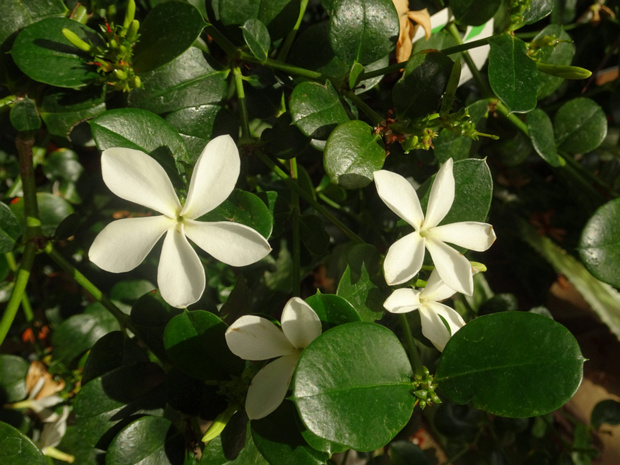 Жасмин обыкновенный - Jasminum officinale