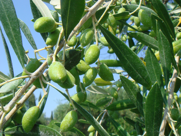 Маслина европейская - Olea europaea