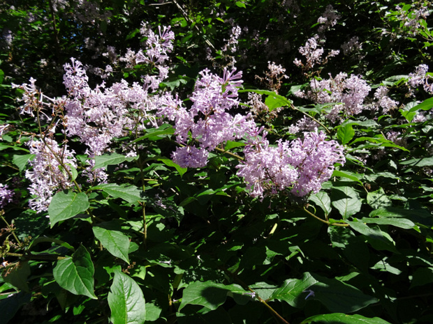 Сирень венгерская - Syringa josikaea